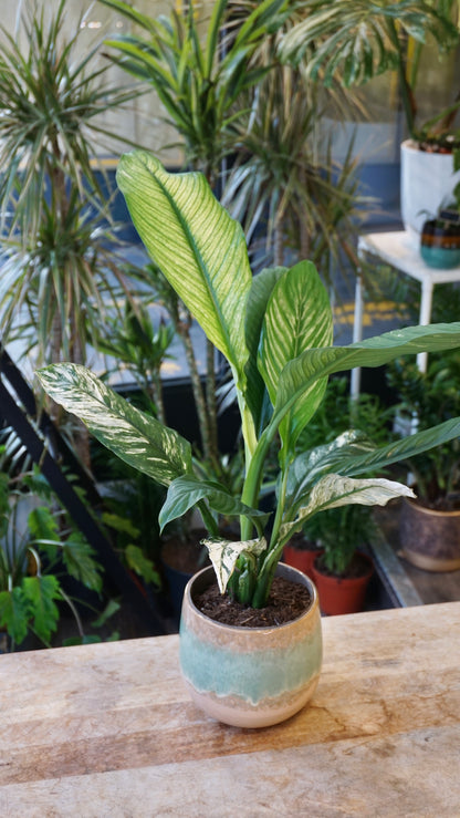 Spathiphyllum Sensation Variegata studio plantes rares jungle jardinerie strasbourg rare plant shop online pflanzen