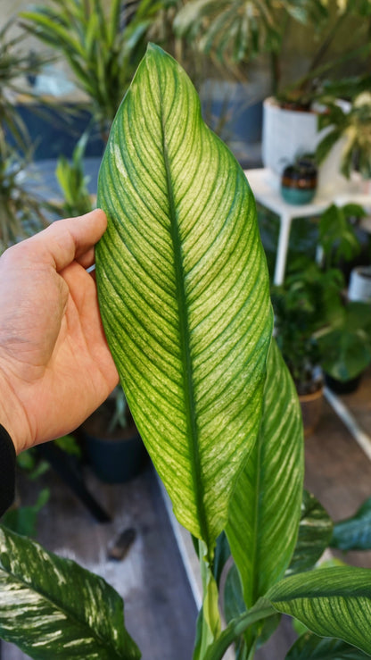 Spathiphyllum Sensation Variegata studio plantes rares jungle jardinerie strasbourg rare plant shop online pflanzen