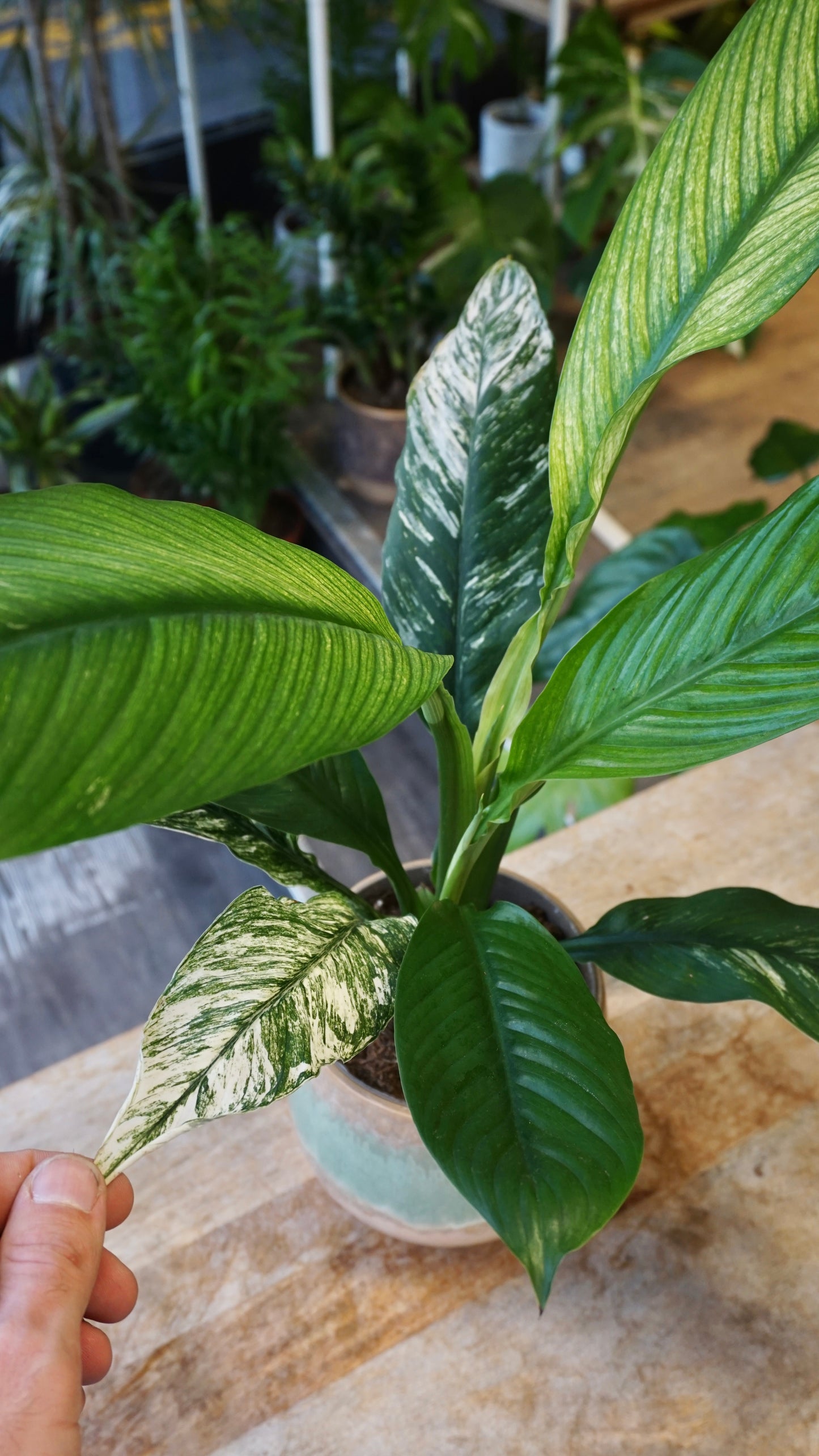 Spathiphyllum Sensation Variegata studio plantes rares jungle jardinerie strasbourg rare plant shop online pflanzen