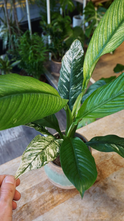 Spathiphyllum Sensation Variegata studio plantes rares jungle jardinerie strasbourg rare plant shop online pflanzen