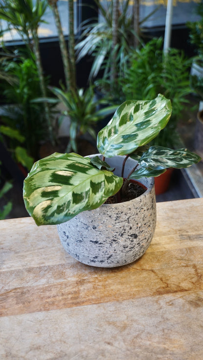 Calathea Kennedy studio plantes rares jungle jardinerie strasbourg rare plant shop online pflanzen