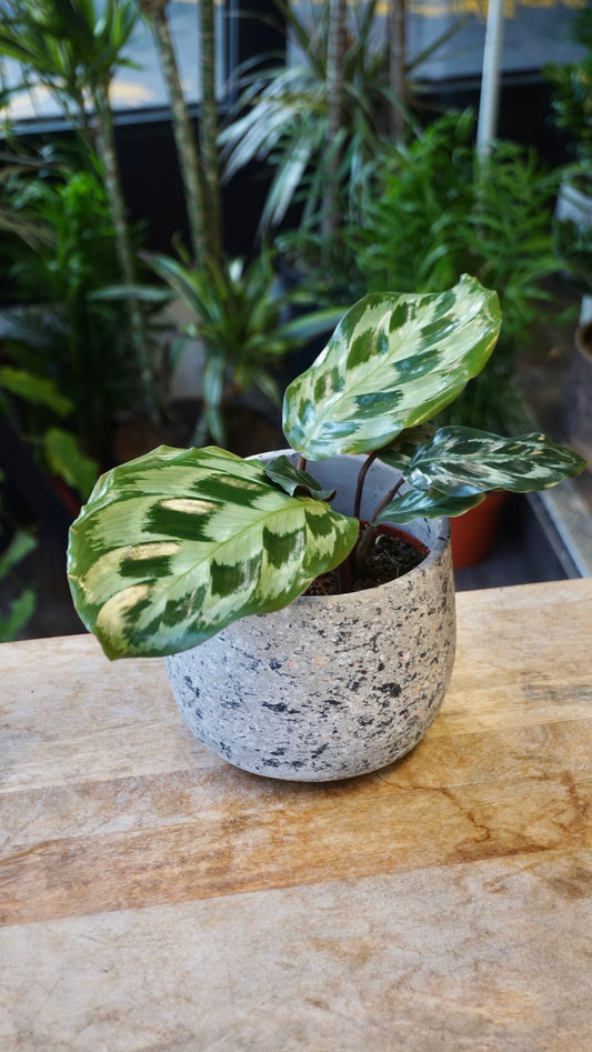 Calathea Kennedy studio plantes rares jungle jardinerie strasbourg rare plant shop online pflanzen