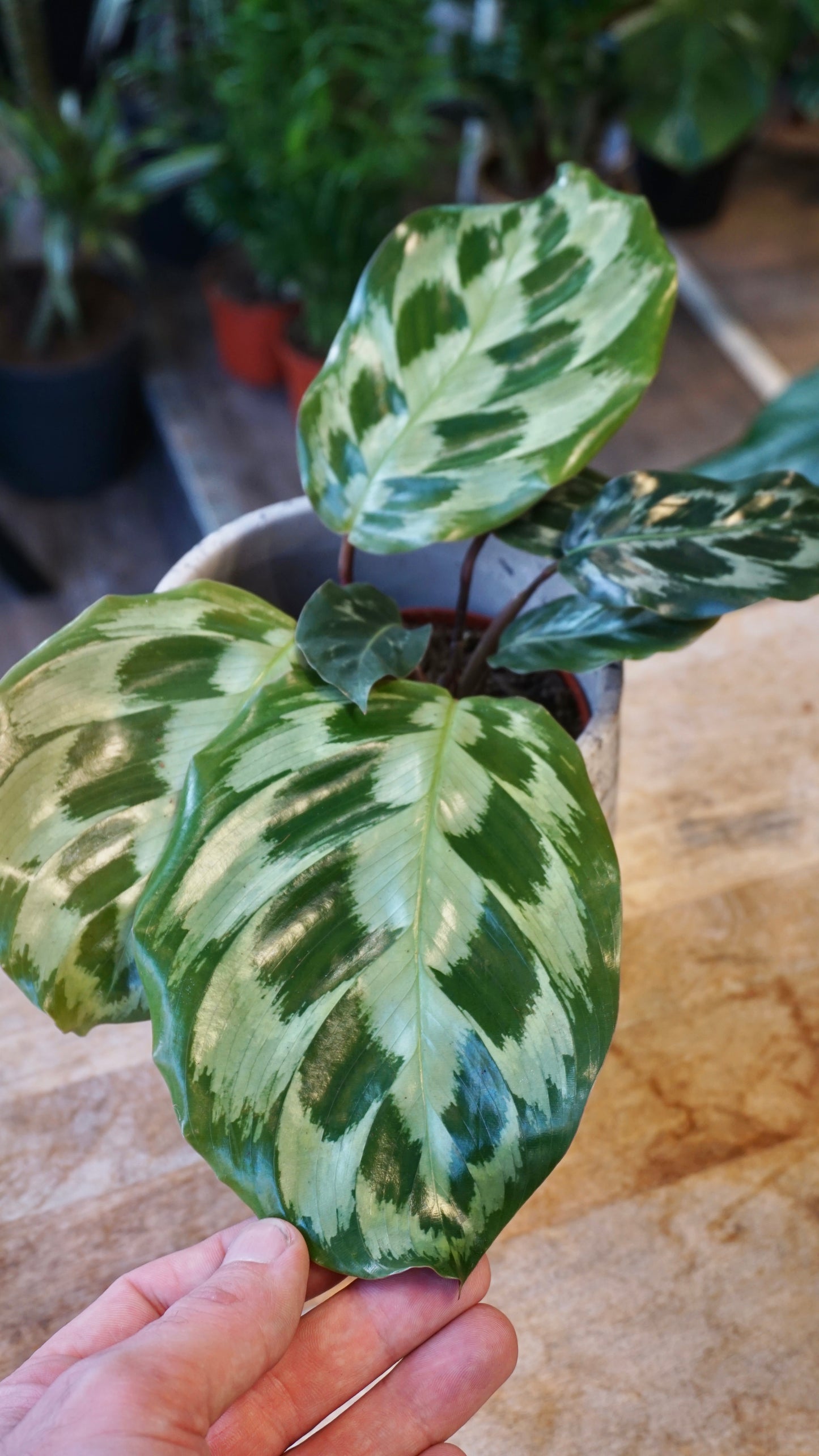 Calathea Kennedy studio plantes rares jungle jardinerie strasbourg rare plant shop online pflanzen