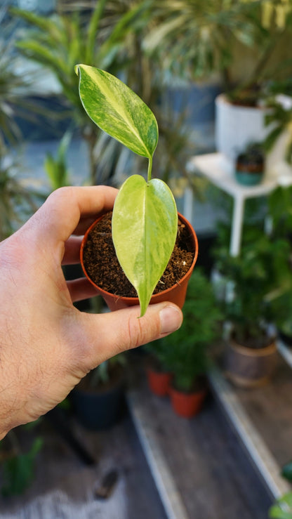 Monstera Green on Green
