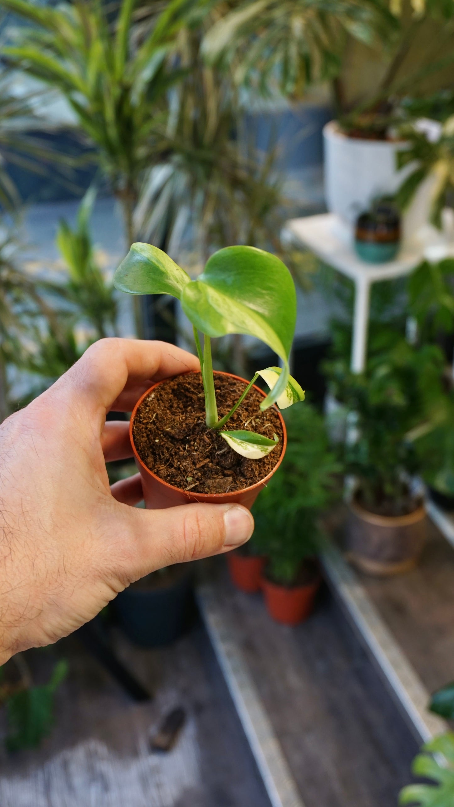Monstera Green on Green
