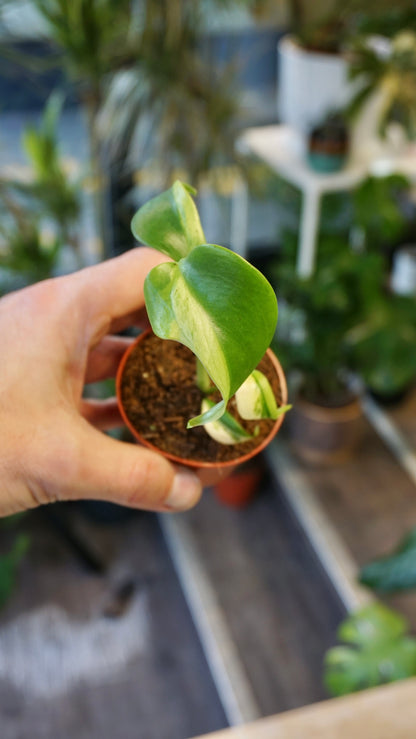 Monstera Green on Green