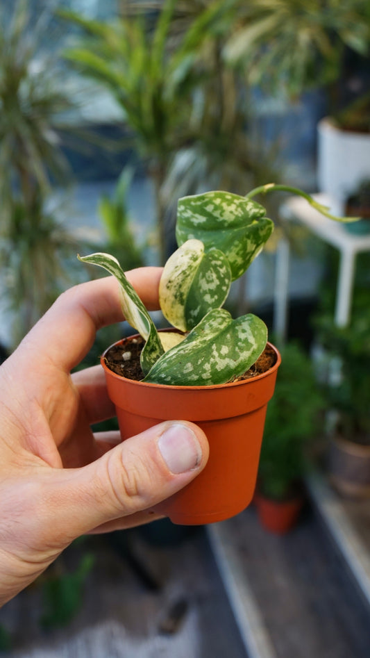 Scindapsus Mayari studio plantes rares jungle jardinerie strasbourg rare plant shop online pflanzen