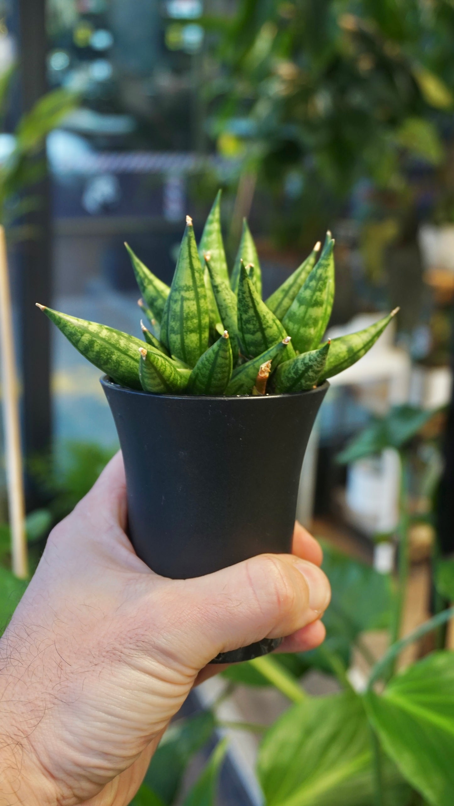 Sansevieria Cylindrica Dwarf Boncel
