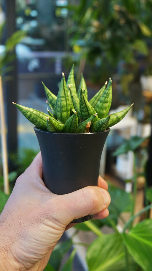 Sansevieria Cylindrica Dwarf Boncel