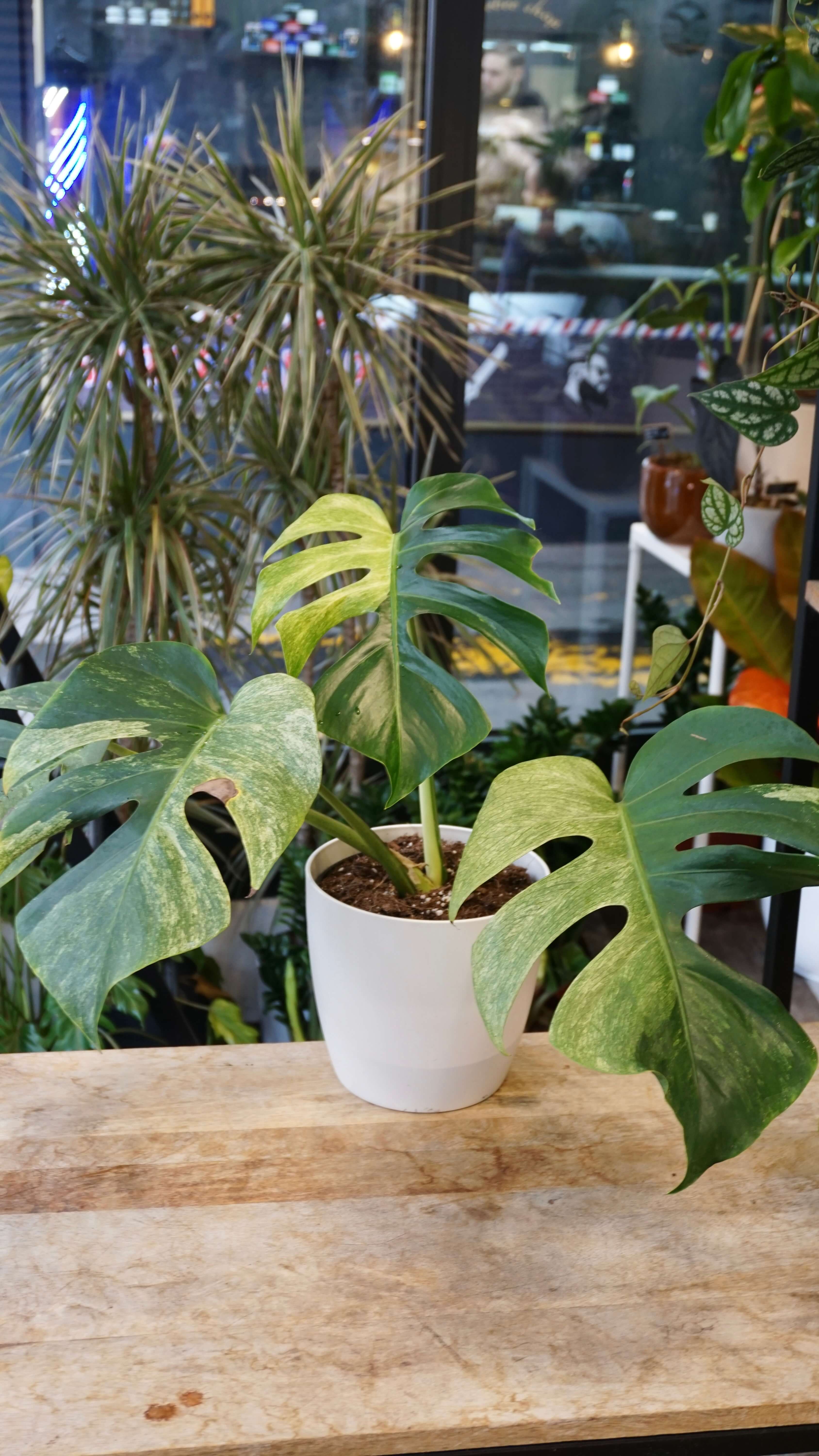 Monstera Jungle Mint (B. Schwartzman) | Rare Indoor Plant | Studio