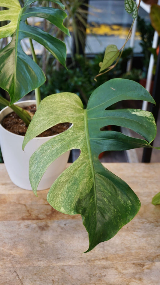 Monstera Jungle Mint studio plantes rares jungle jardinerie strasbourg rare plant shop online pflanzen