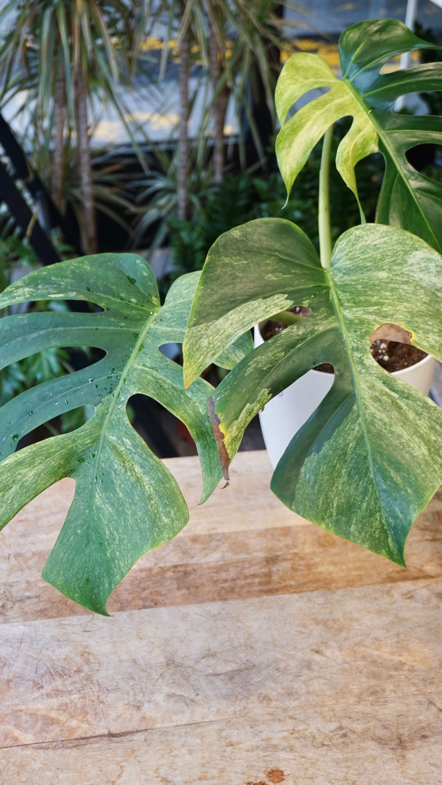 Monstera Jungle Mint studio plantes rares jungle jardinerie strasbourg rare plant shop online pflanzen