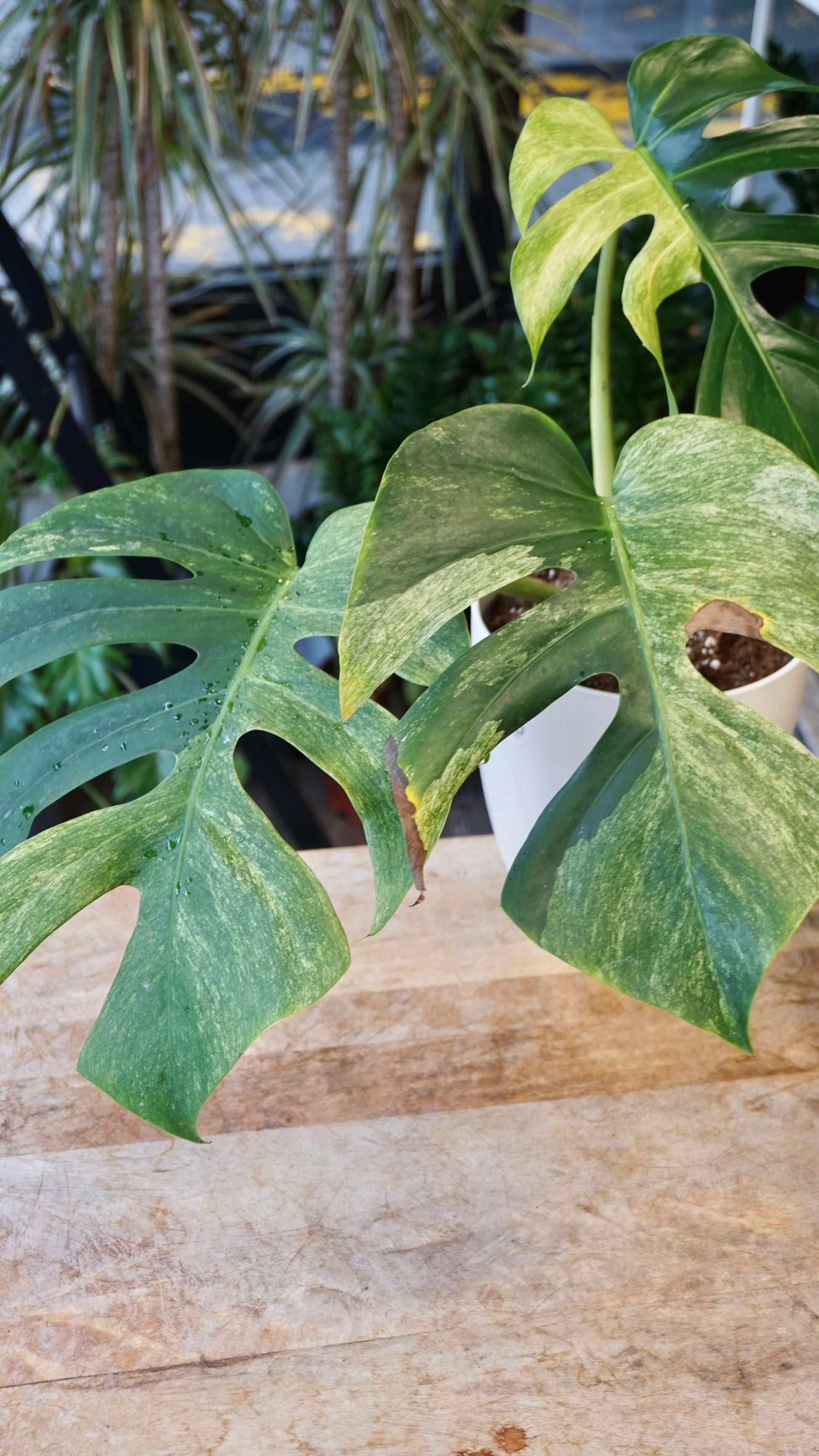 Monstera Jungle Mint studio plantes rares jungle jardinerie strasbourg rare plant shop online pflanzen