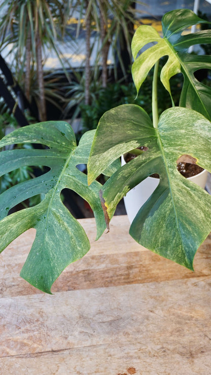 Monstera Jungle Mint studio plantes rares jungle jardinerie strasbourg rare plant shop online pflanzen