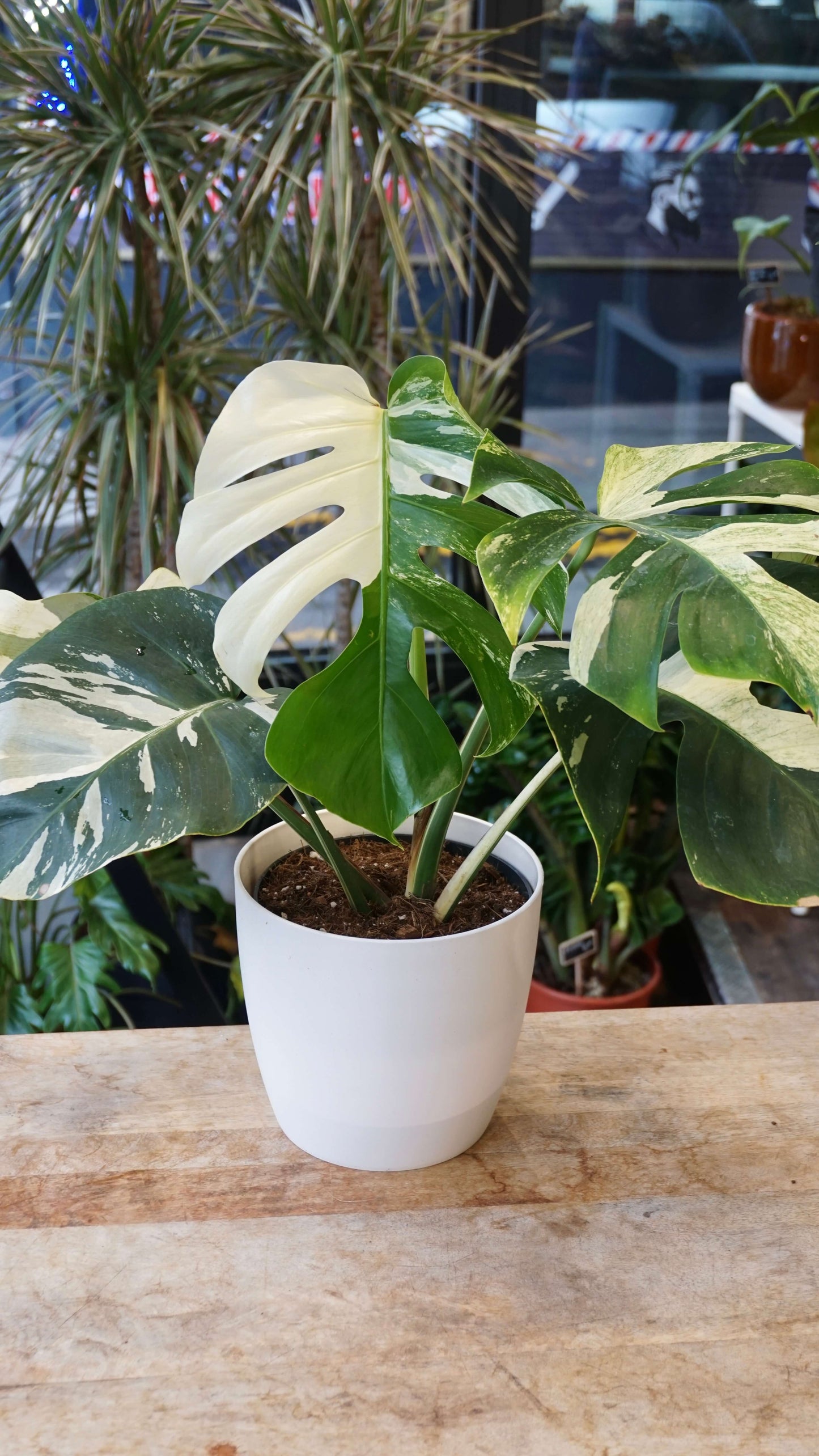 Monstera Jungle Mint studio plantes rares jungle jardinerie strasbourg rare plant shop online pflanzen