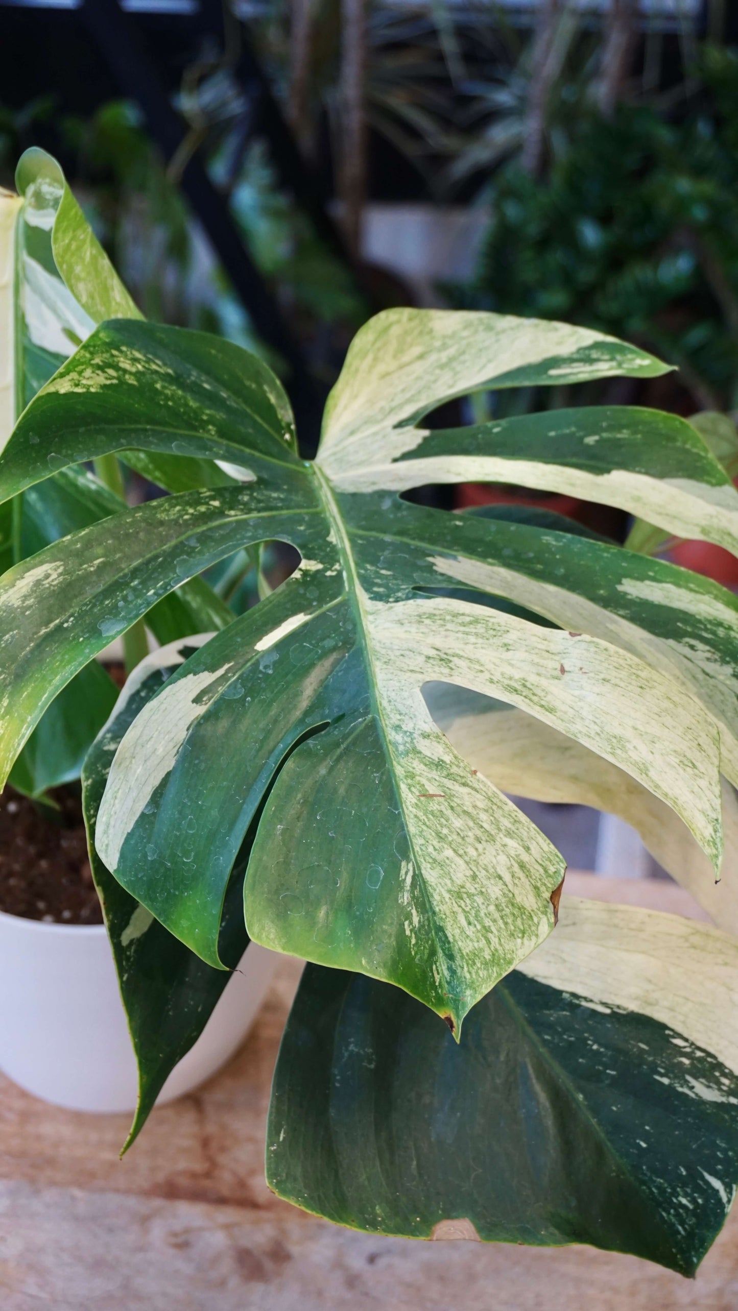 Monstera Jungle Mint studio plantes rares jungle jardinerie strasbourg rare plant shop online pflanzen barry schwartzman