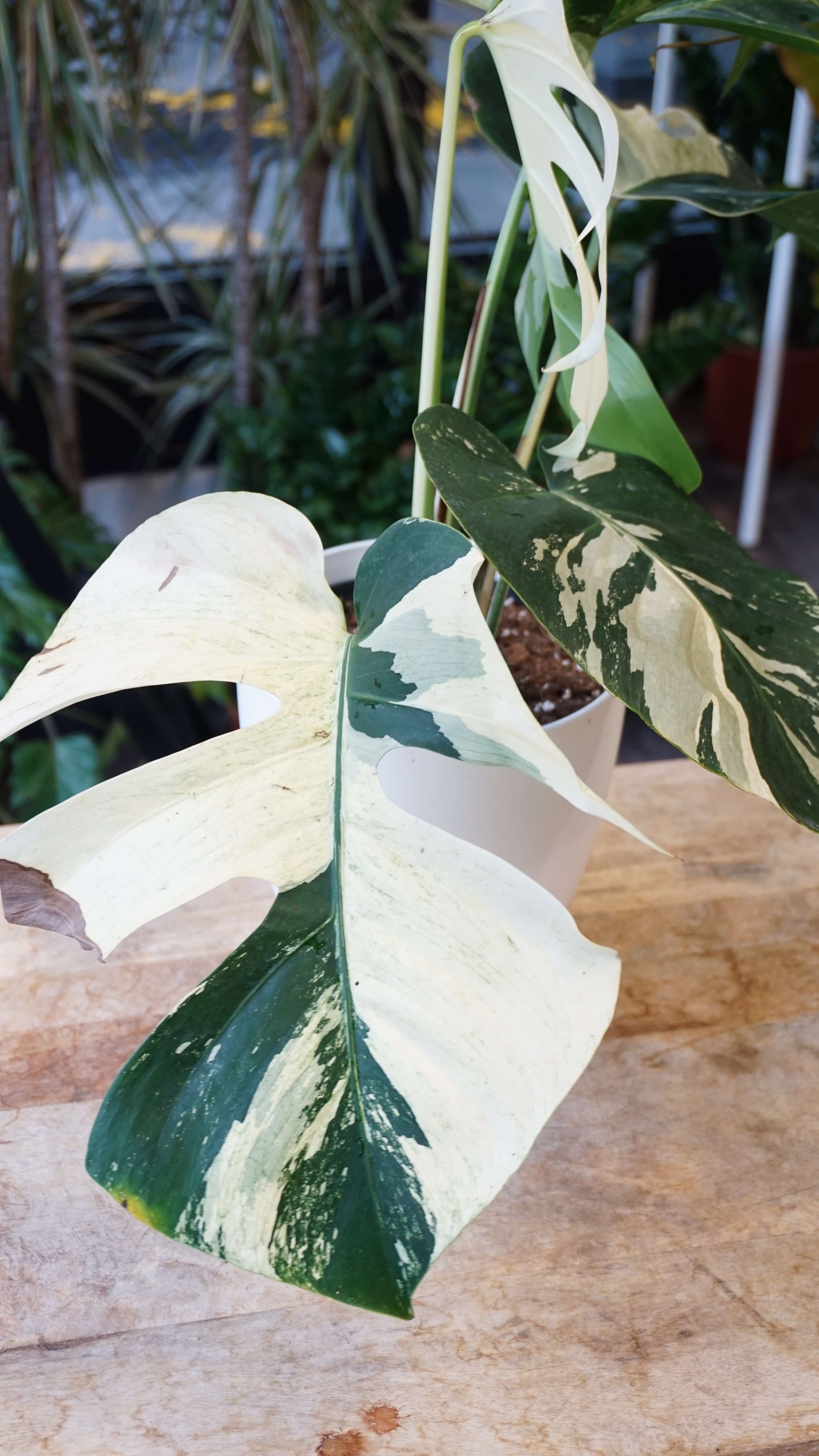 Monstera Jungle Mint studio plantes rares jungle jardinerie strasbourg rare plant shop online pflanzen barry schwartzman