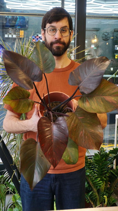 Philodendron Orange Princess studio plantes rares jungle jardinerie strasbourg rare plant shop online pflanzen