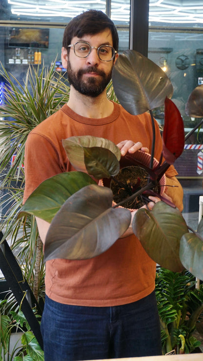 Philodendron Orange Princess studio plantes rares jungle jardinerie strasbourg rare plant shop online pflanzen
