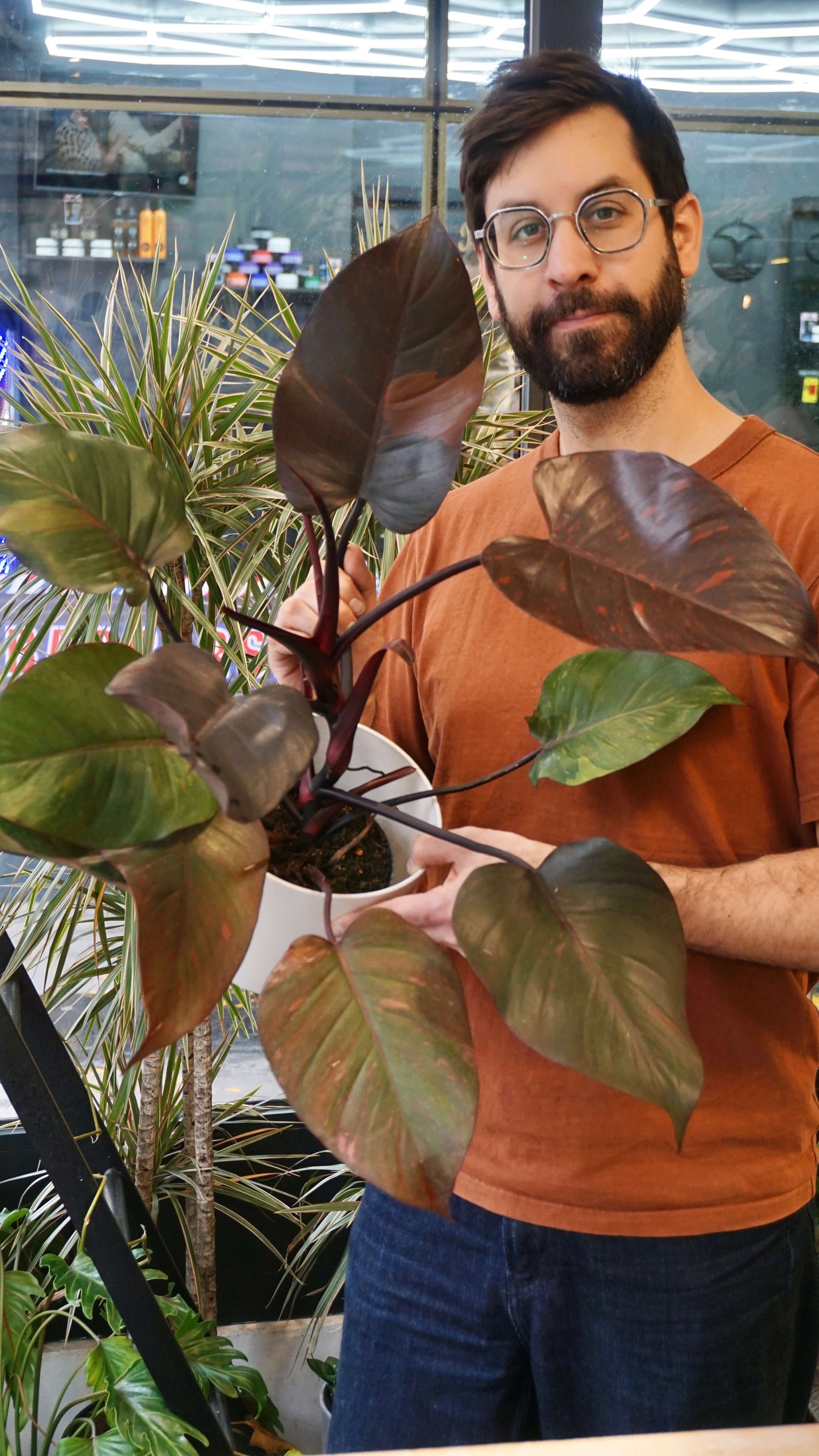 Philodendron Orange Princess