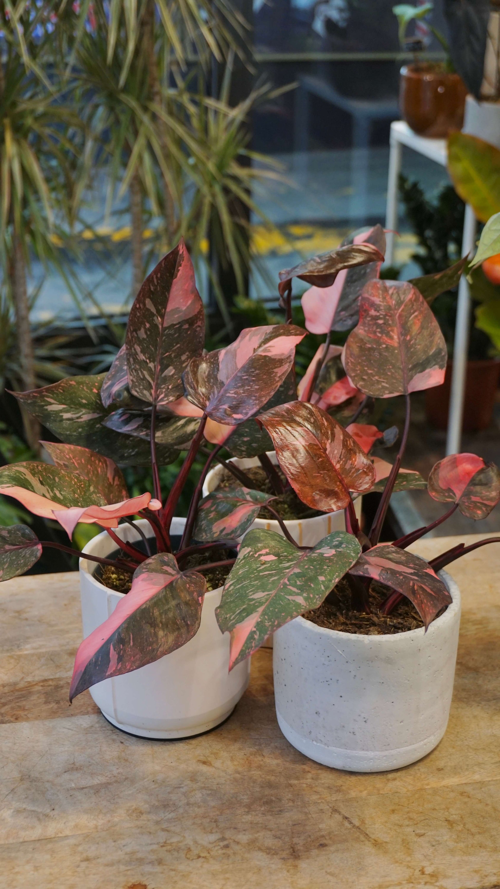 pink splash philodendron Monstera Aurea