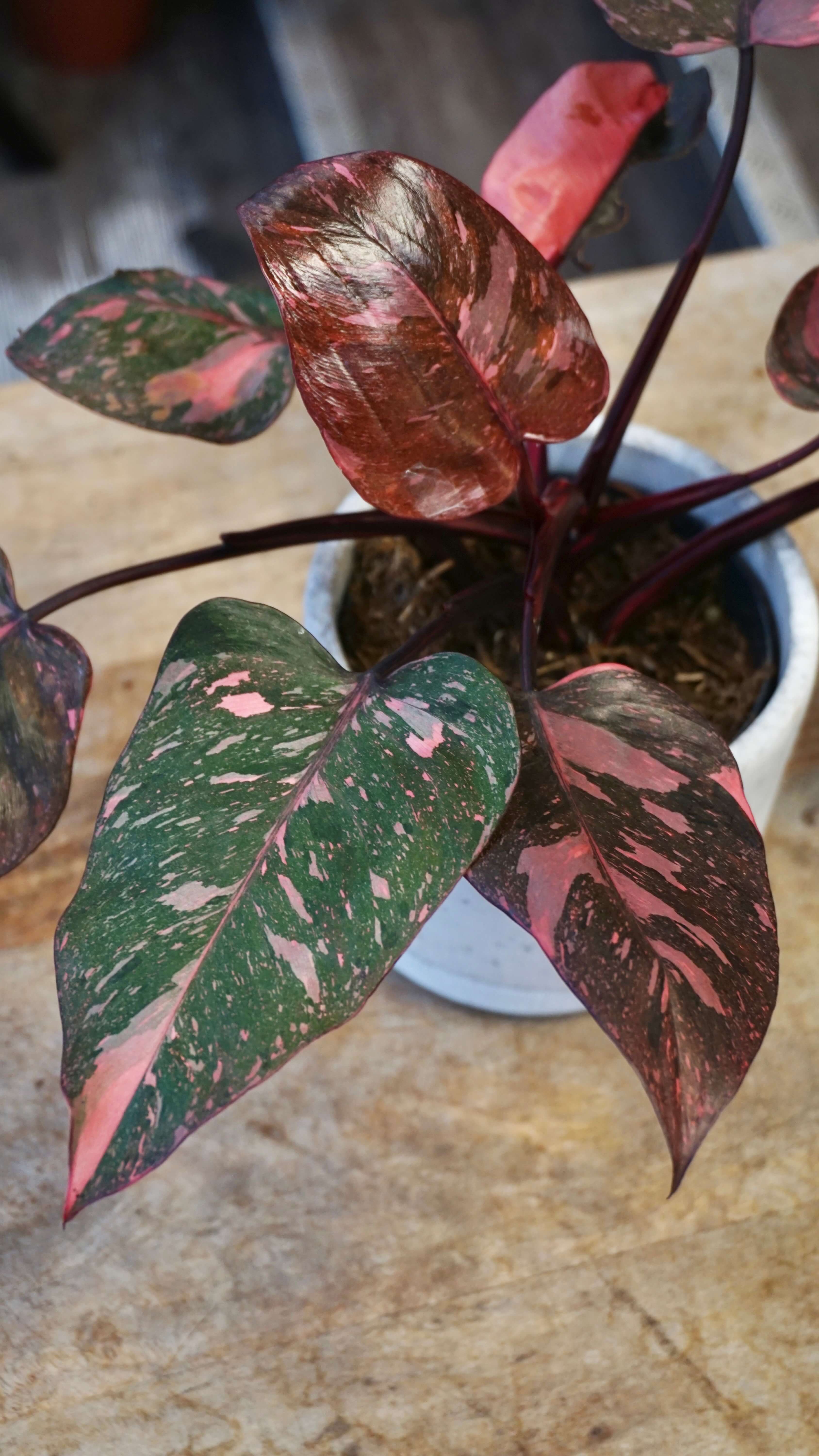 Monstera Aurea