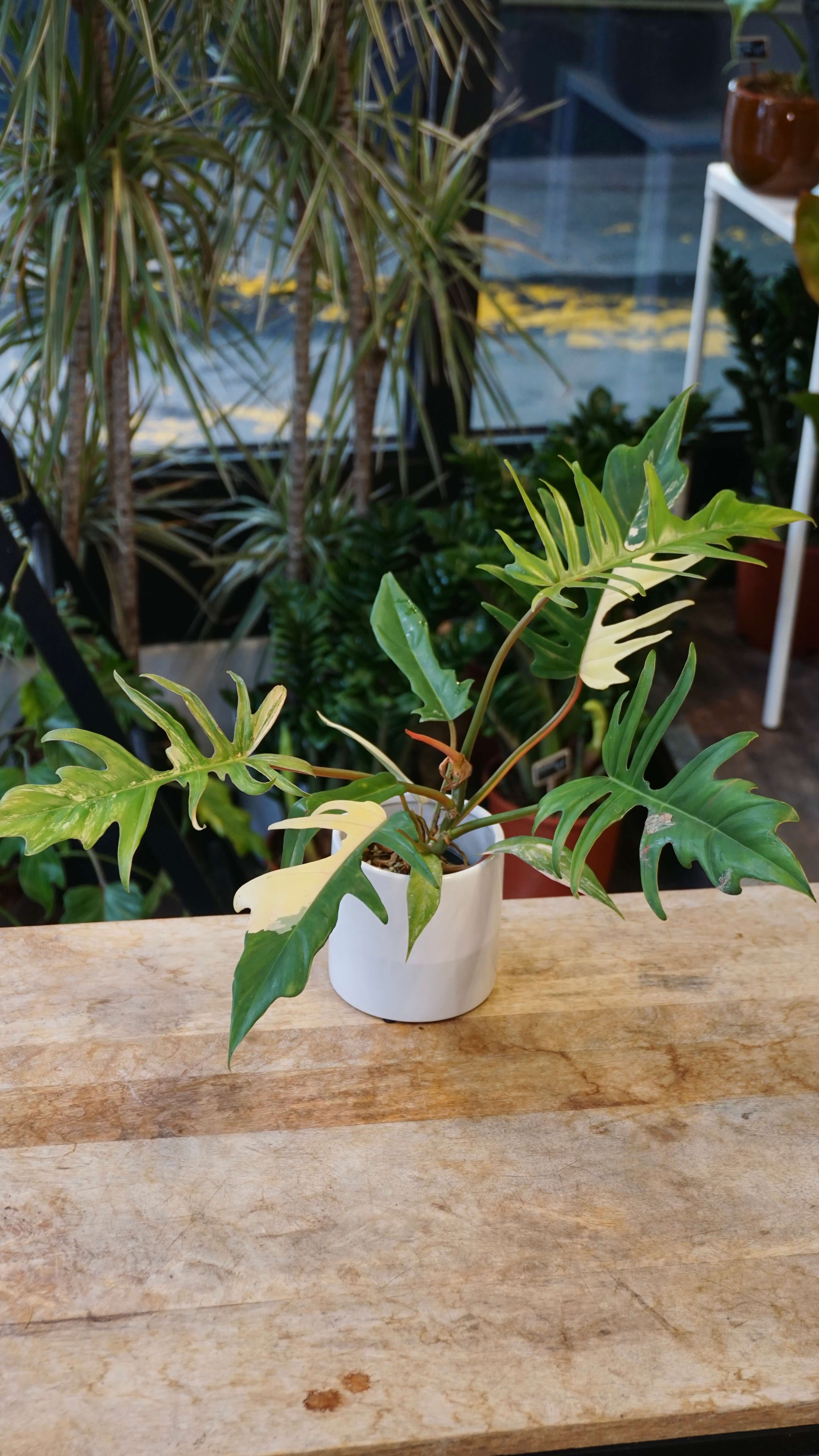 その他観葉植物 Philodendron Totum x Florida beauty Philodendron Florida Beauty x Tortum Variegata | Rare Indoor Plant