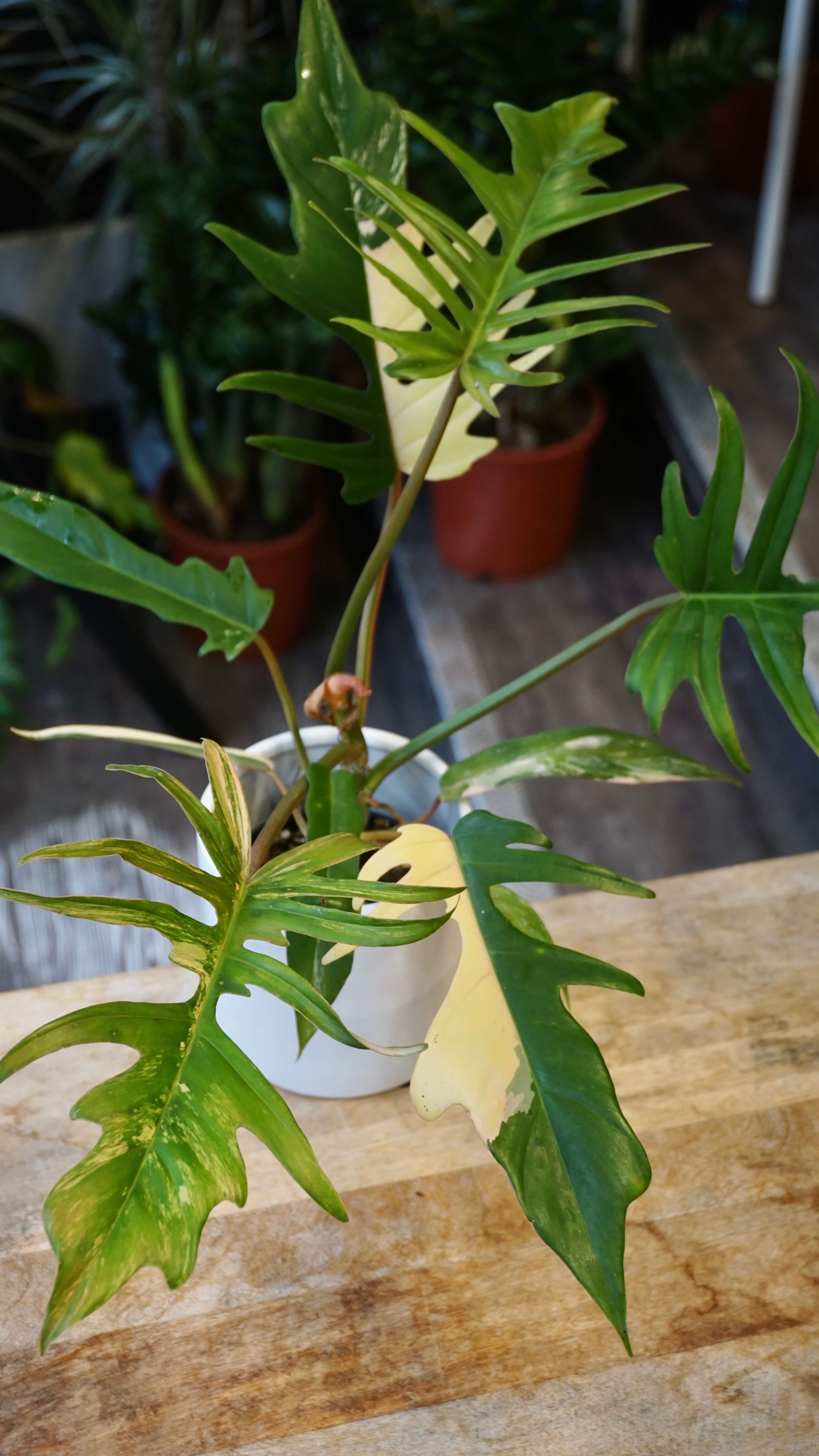 Philodendron Florida Beauty x Tortum Variegata | Rare Indoor Plant