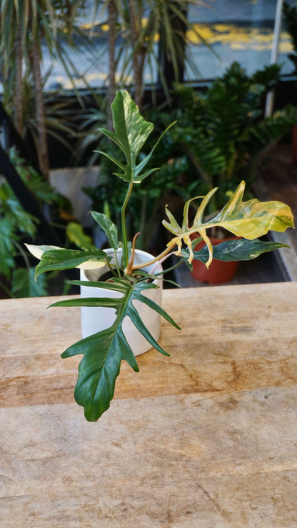 Philodendron Florida Beauty x Tortum Variegata studio plantes rares jungle jardinerie strasbourg rare plantes shop online pflanzen