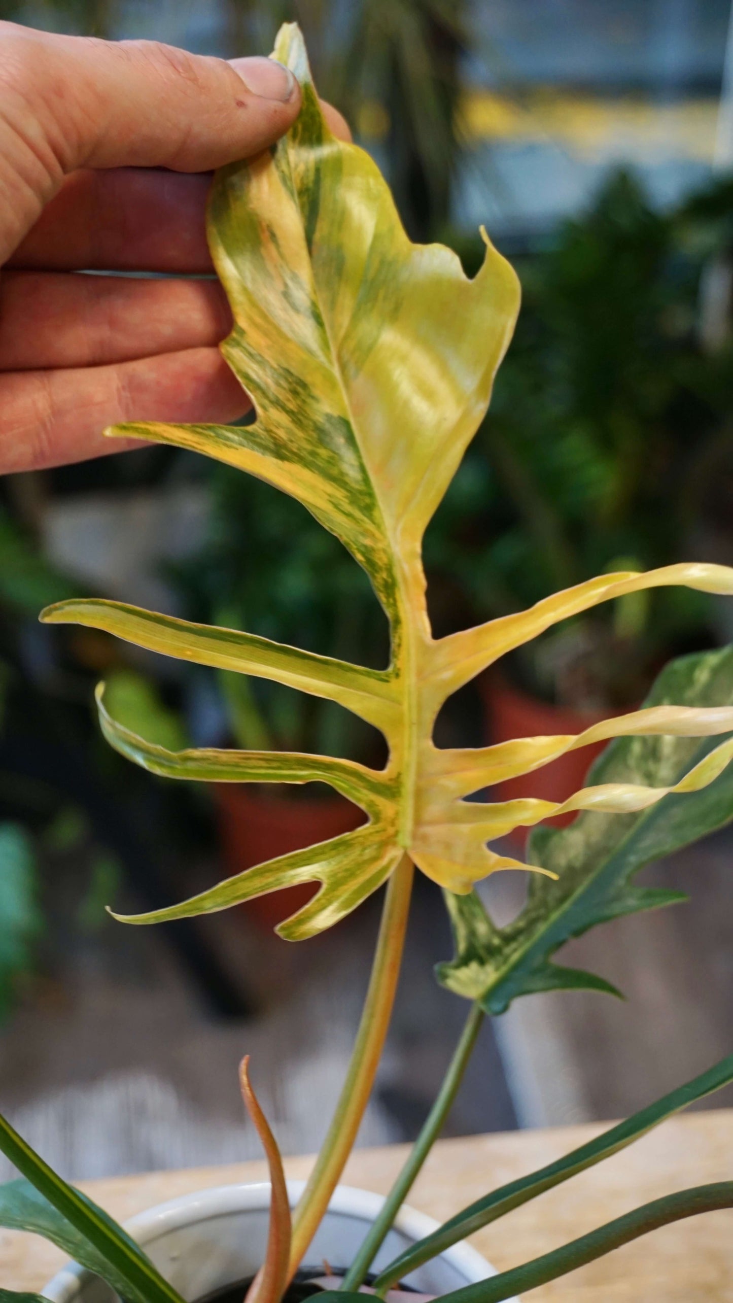 Philodendron Florida Beauty x Tortum Variegata studio plantes rares jungle jardinerie strasbourg rare plantes shop online pflanzen