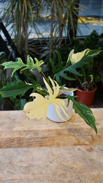Philodendron Florida Beauty x Tortum Variegata studio plantes rares jungle jardinerie strasbourg rare plantes shop online pflanzen