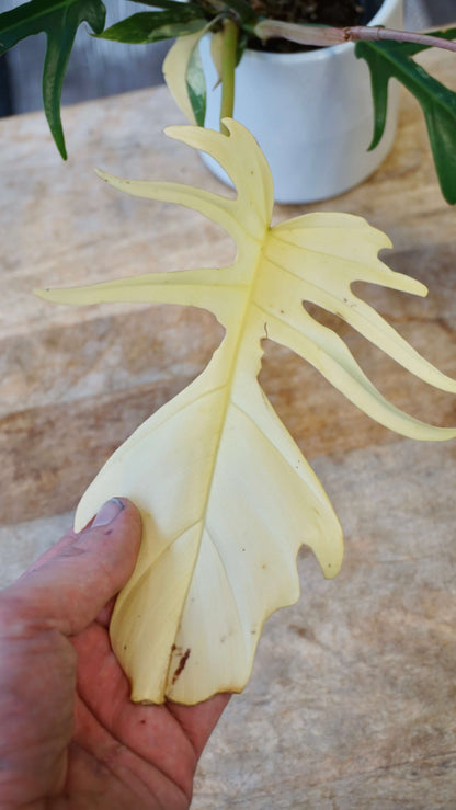 Philodendron Florida Beauty x Tortum Variegata studio plantes rares jungle jardinerie strasbourg rare plantes shop online pflanzen