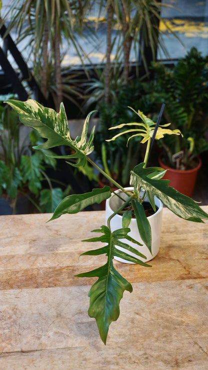 Philodendron Florida Beauty x Tortum Variegata studio plantes rares jungle jardinerie strasbourg rare plantes shop online pflanzen