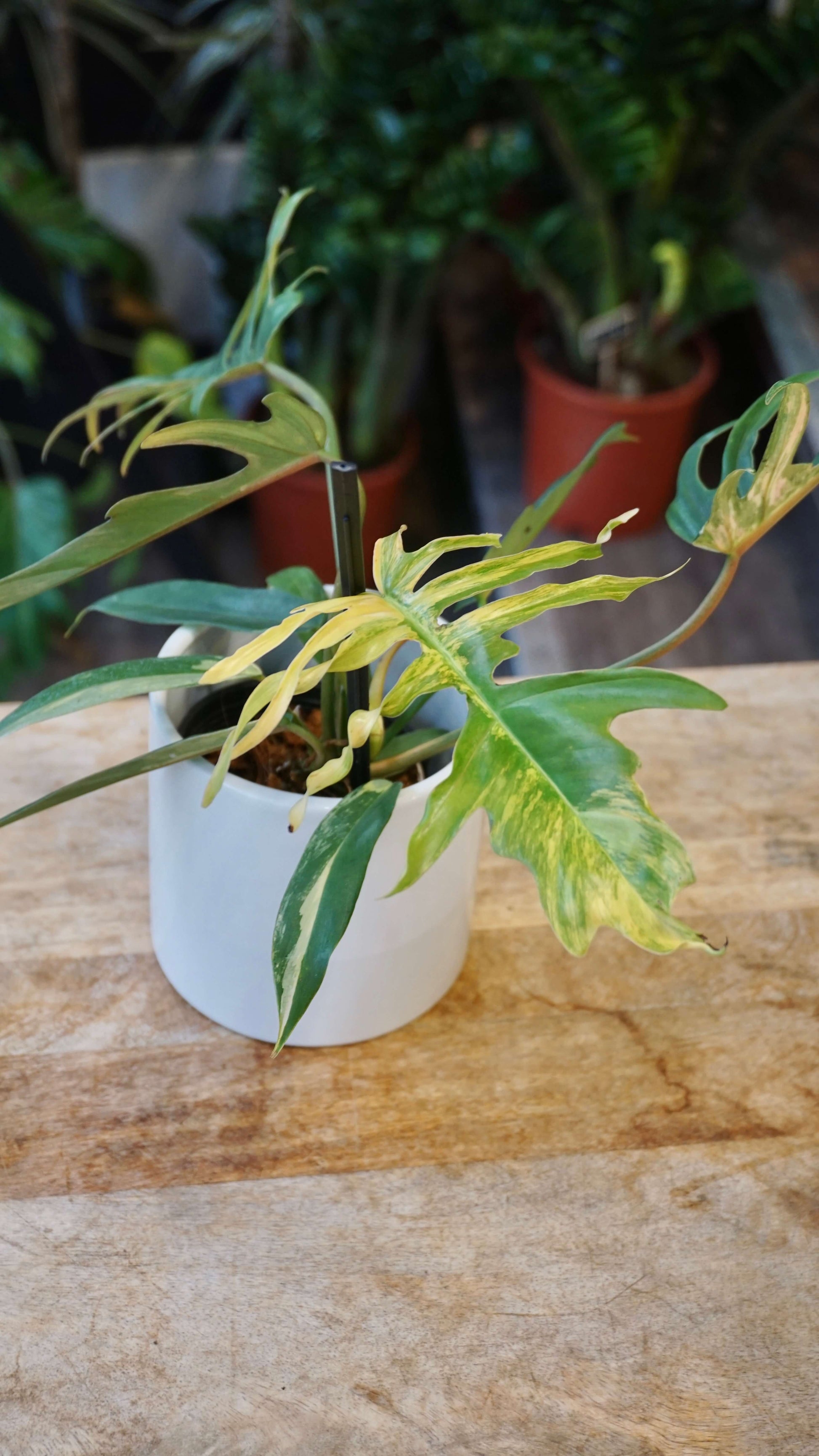 Philodendron Florida Beauty x Tortum Variegata studio plantes rares jungle jardinerie strasbourg rare plantes shop online pflanzen