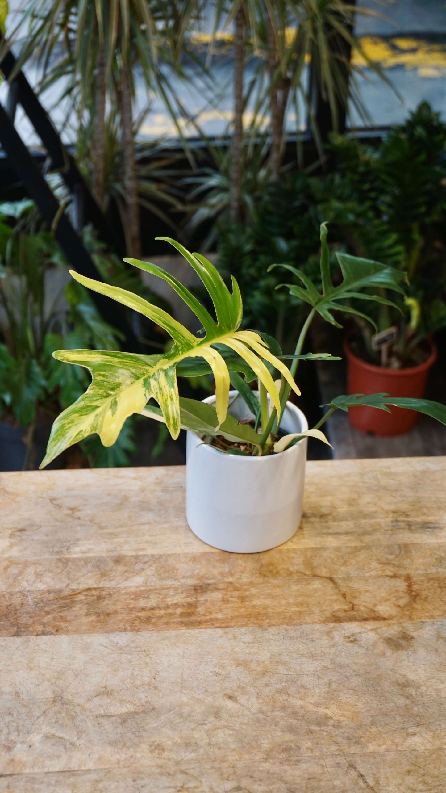 Philodendron Florida Beauty x Tortum Variegata studio plantes rares jungle jardinerie strasbourg rare plantes shop online pflanzen