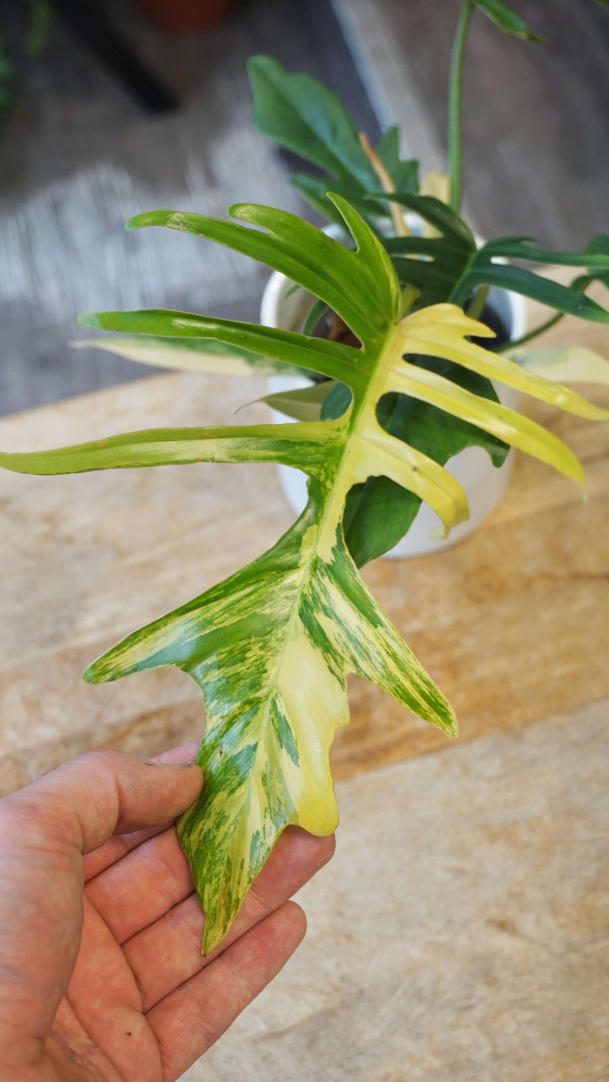 Philodendron Florida Beauty x Tortum Variegata studio plantes rares jungle jardinerie strasbourg rare plantes shop online pflanzen