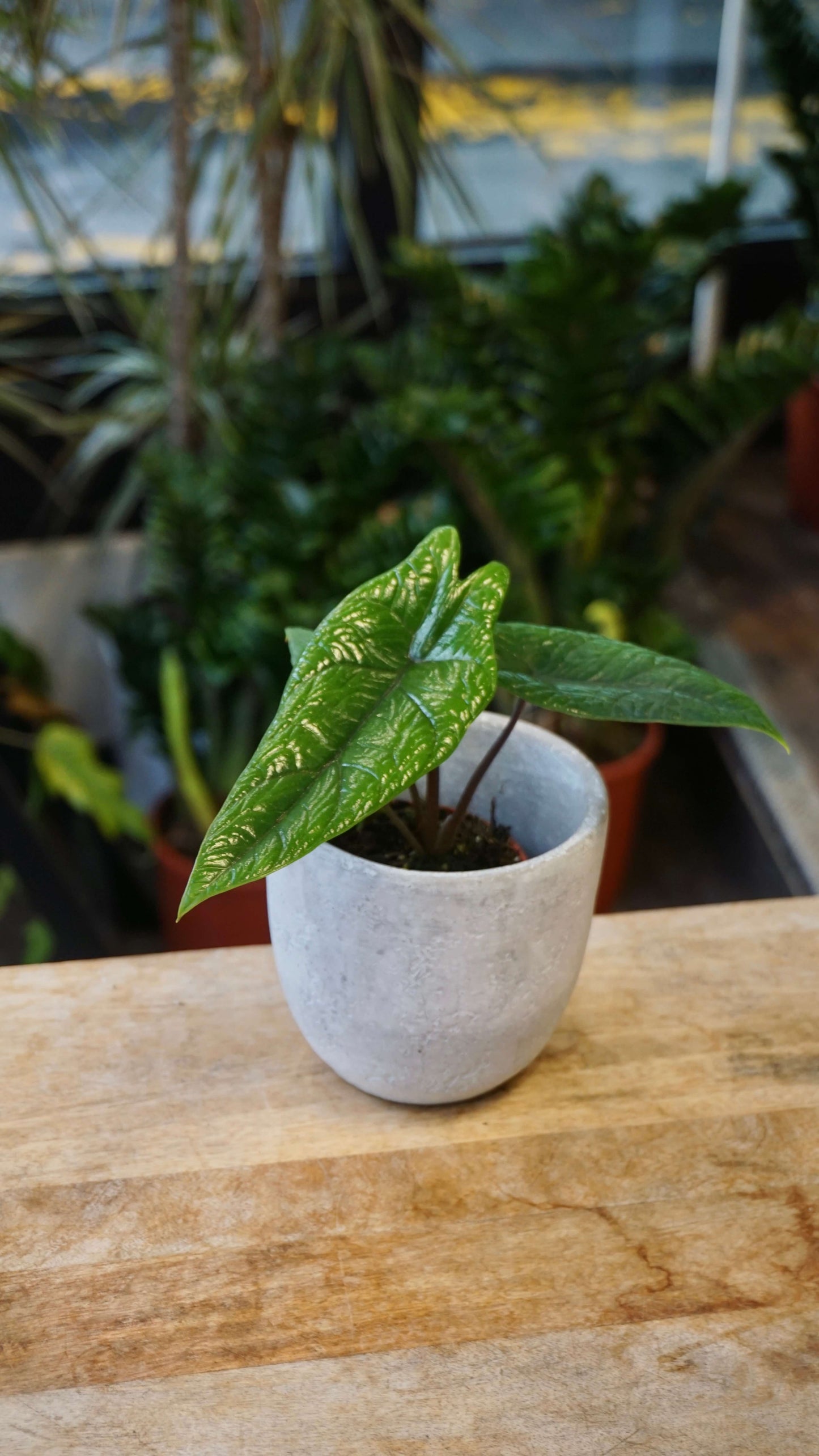 Alocasia Scalprum studio plantes rares jungle jardinerie strasbourg rare plant shop online pflanzen