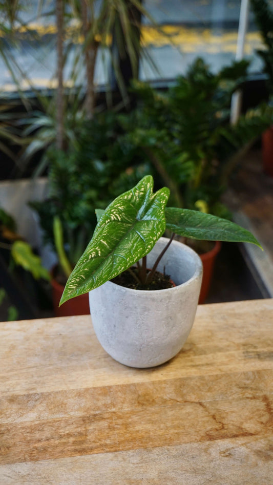 Alocasia Scalprum studio plantes rares jungle jardinerie strasbourg rare plant shop online pflanzen