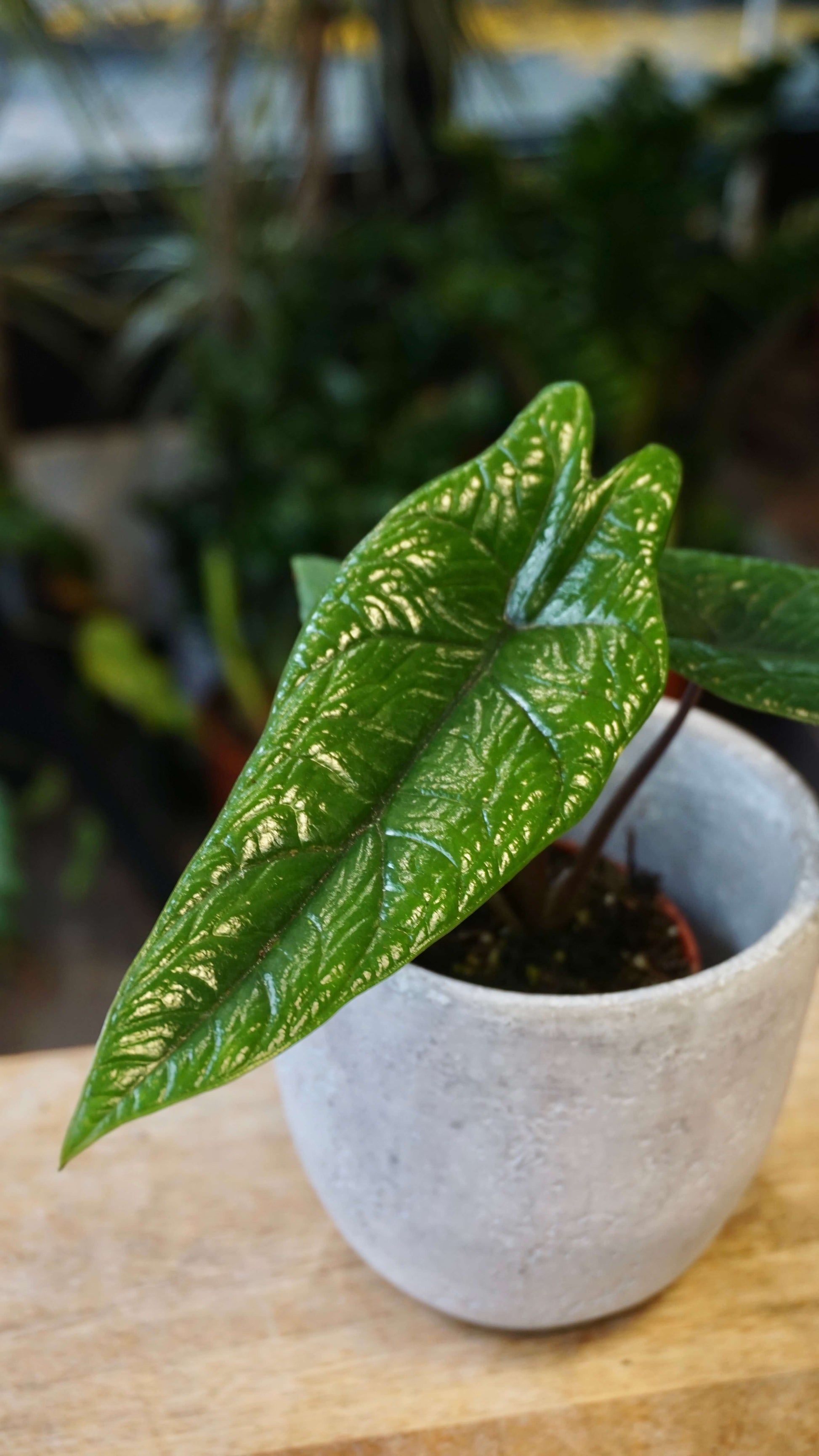 Alocasia Scalprum studio plantes rares jungle jardinerie strasbourg rare plant shop online pflanzen