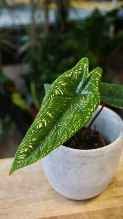 Alocasia Scalprum studio plantes rares jungle jardinerie strasbourg rare plant shop online pflanzen