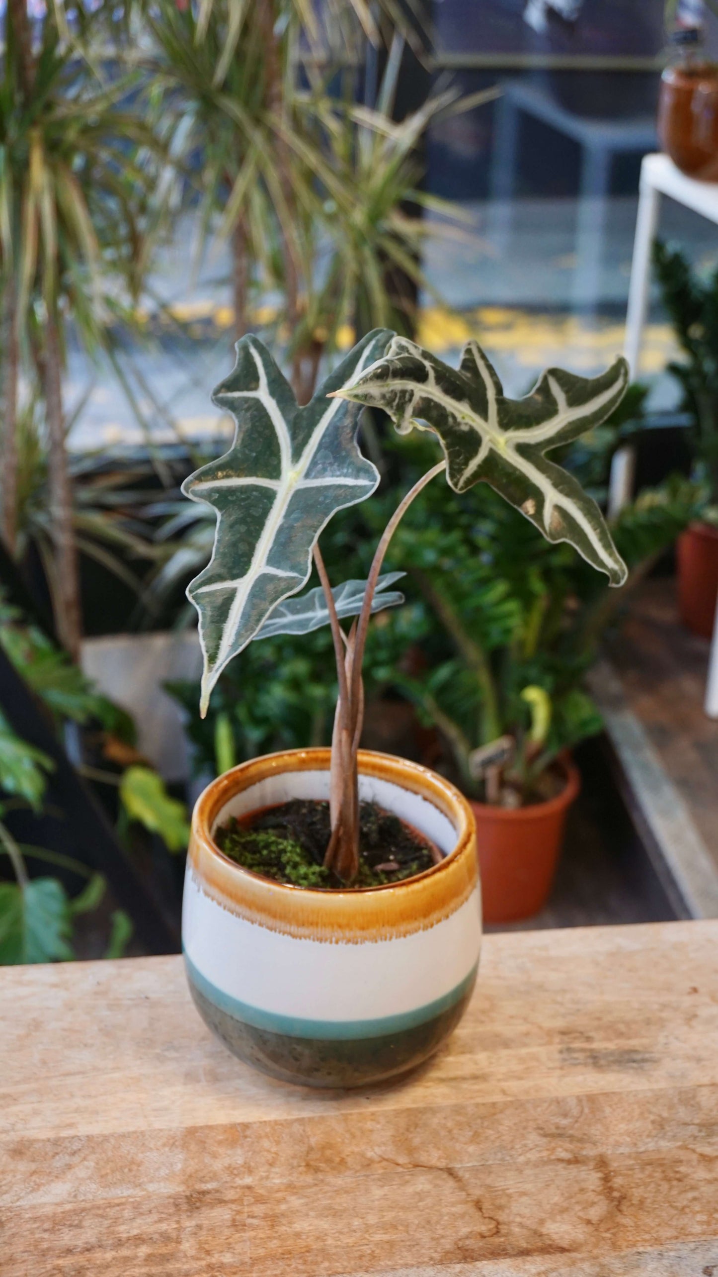 Alocasia Nobilis