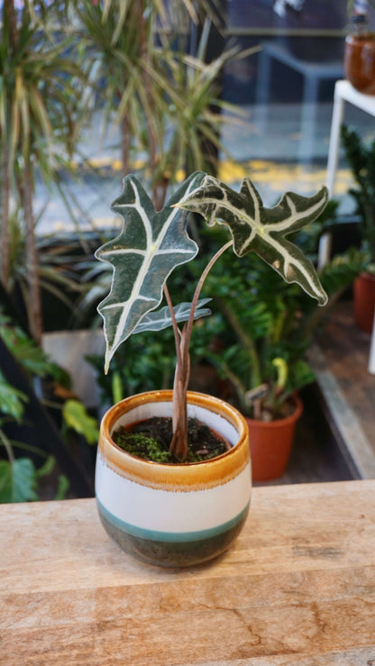 Alocasia Nobilis