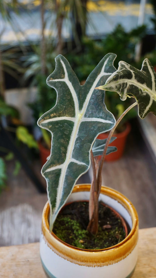 Alocasia Nobilis