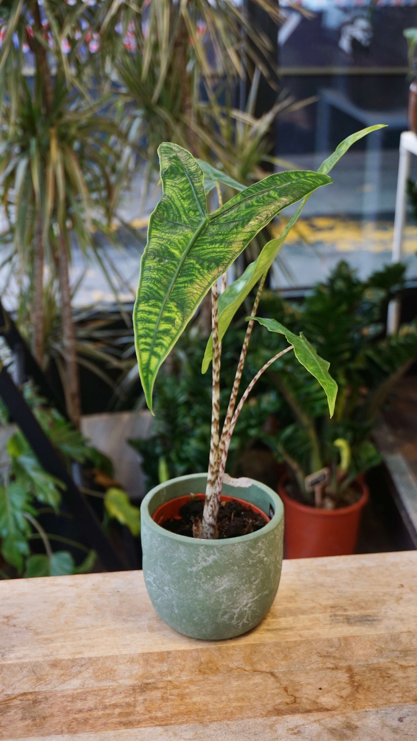 Alocasia Reticulata studio plantes rares jungle jardinerie strasbourg rare plant shop online pflanzen