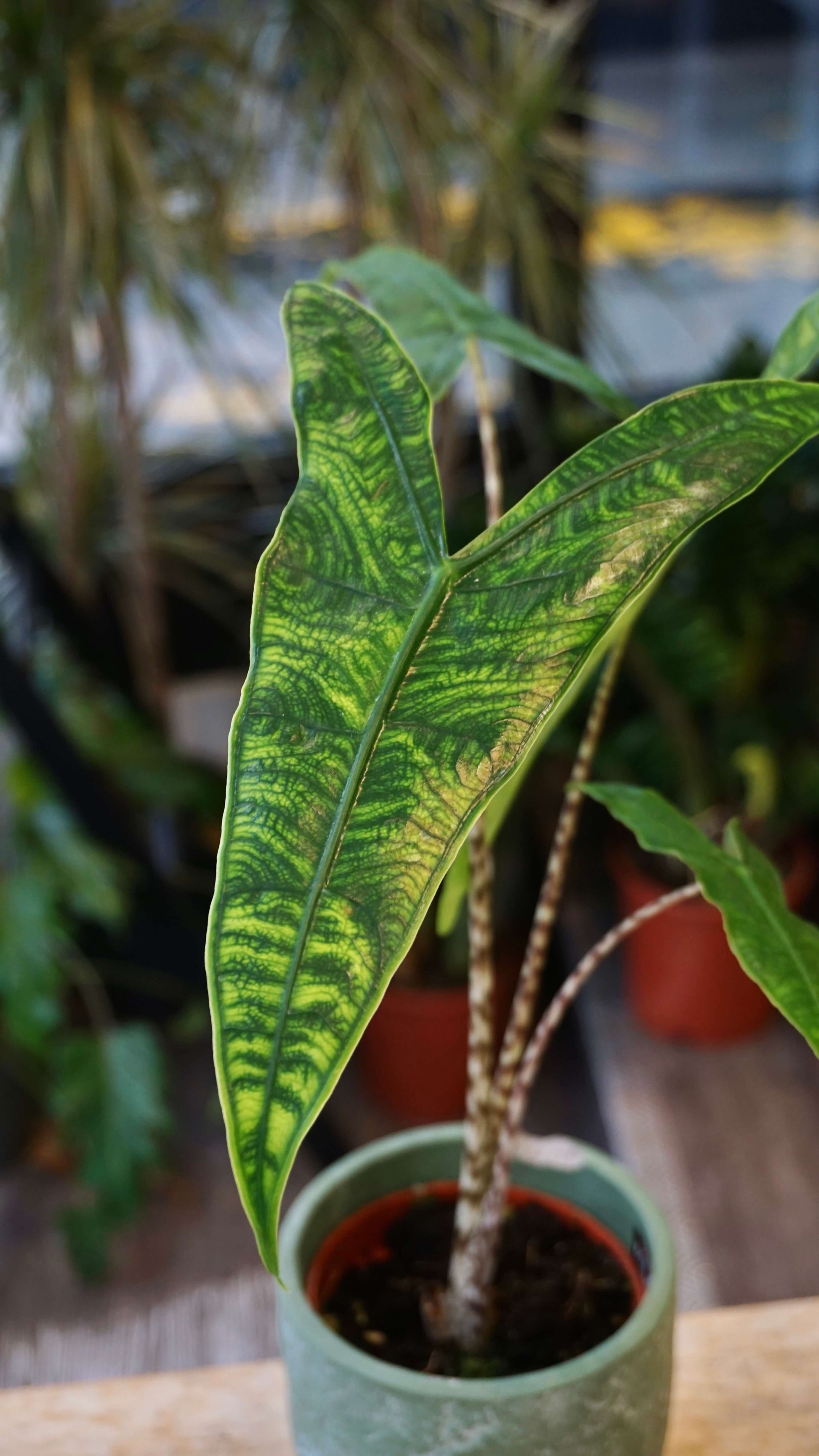 Alocasia Reticulata studio plantes rares jungle jardinerie strasbourg rare plant shop online pflanzen