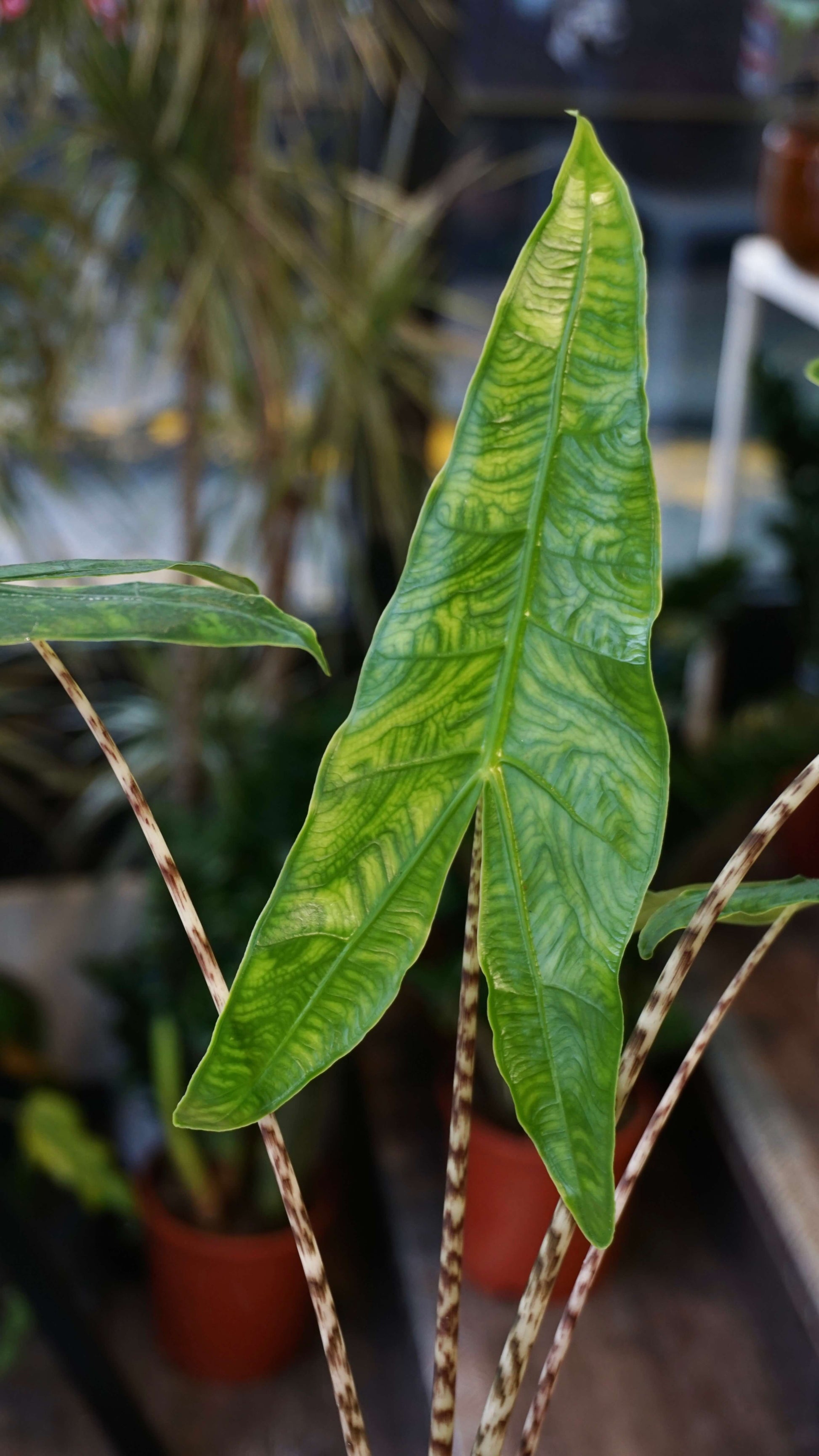 Alocasia Reticulata studio plantes rares jungle jardinerie strasbourg rare plant shop online pflanzen