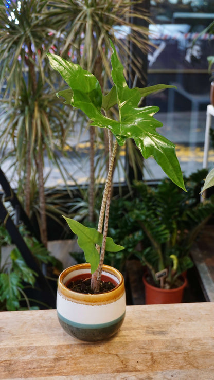 Alocasia Batwing studio plantes rares jungle jardinerie strasbourg rare plant shop online pflanzen