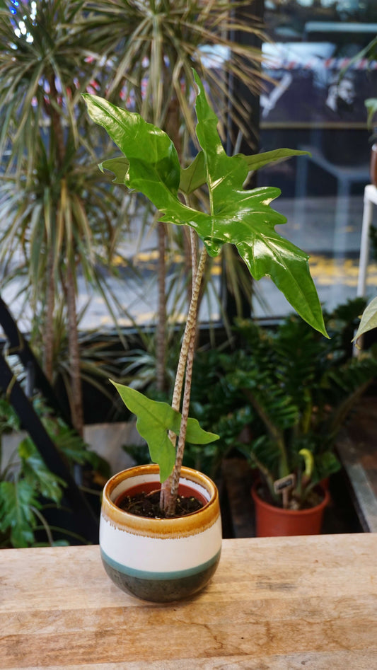 Alocasia Batwing studio plantes rares jungle jardinerie strasbourg rare plant shop online pflanzen