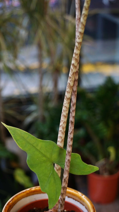 Alocasia Batwing studio plantes rares jungle jardinerie strasbourg rare plant shop online pflanzen