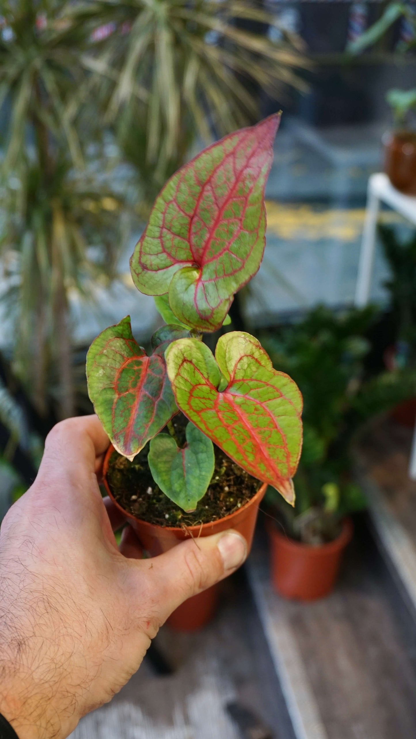 Cyrtosperma Johnstonii studio plantes rares jungle jardinerie strasbourg rare plant shop online pflanzen